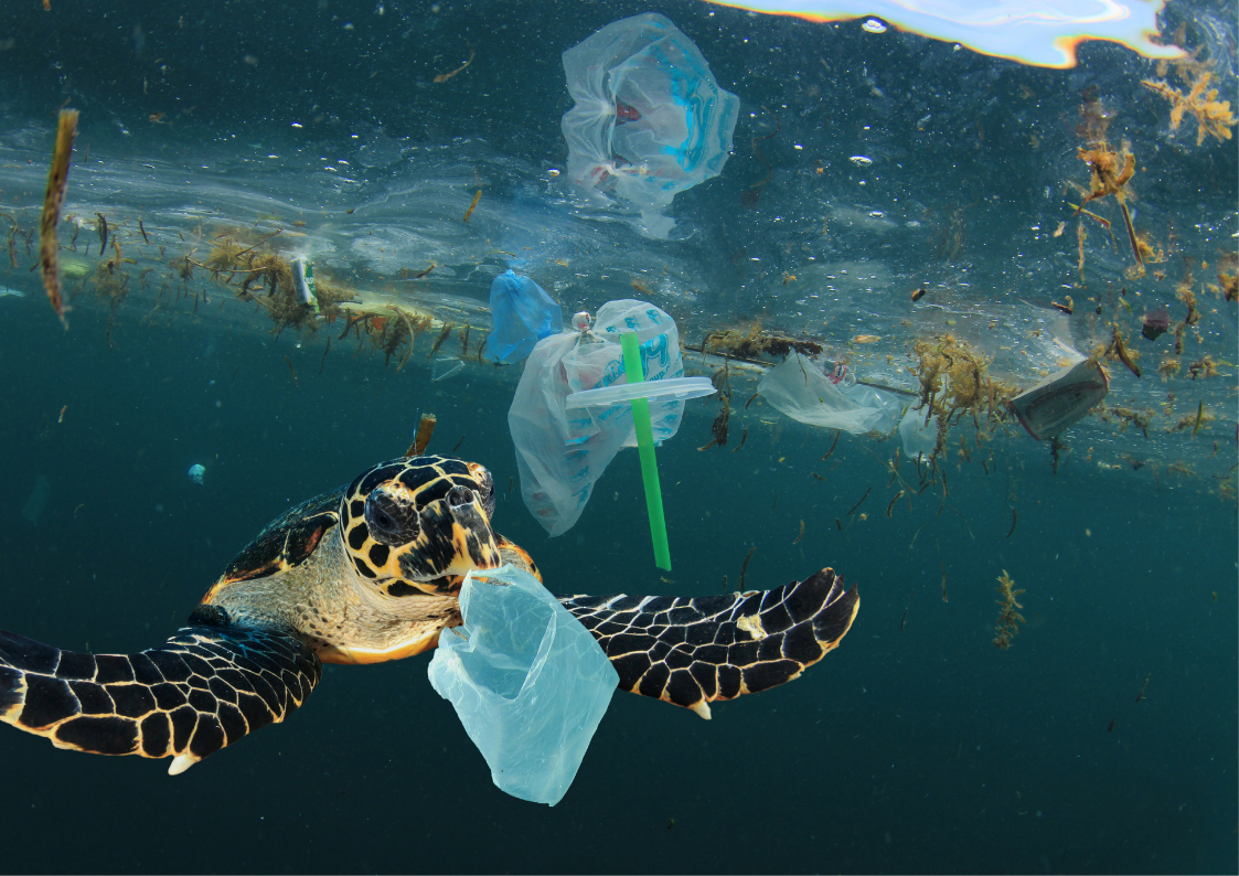 Plastic bags from land ending up in the ocean where animals eat them.