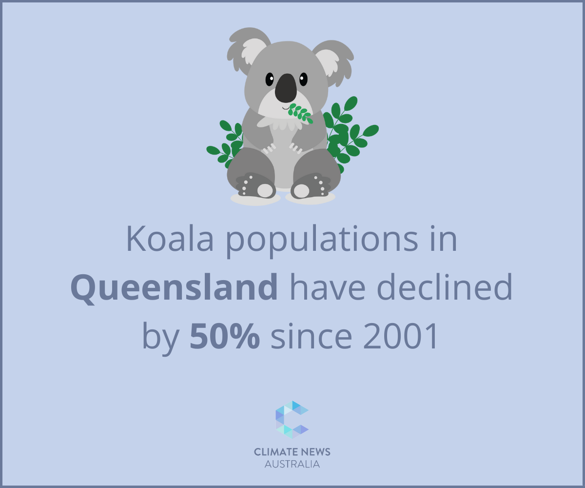 Koala populations in Queensland