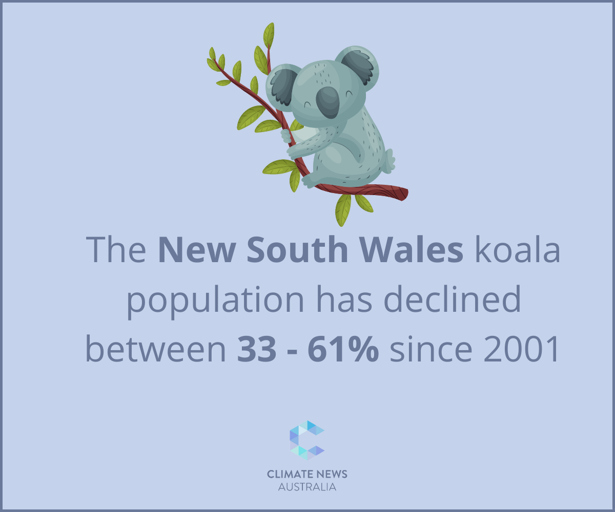 New South Wales koala population