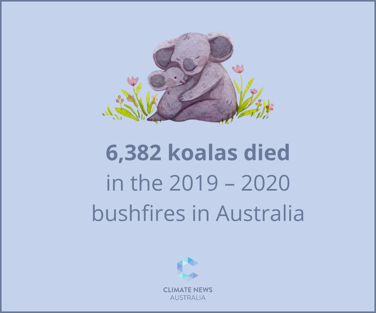 Thousands of Koalas killed in bushfires