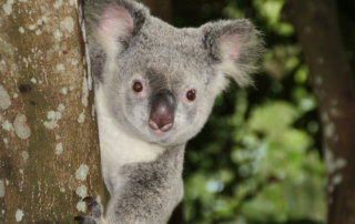 Koala bears are listed as an endangered species.