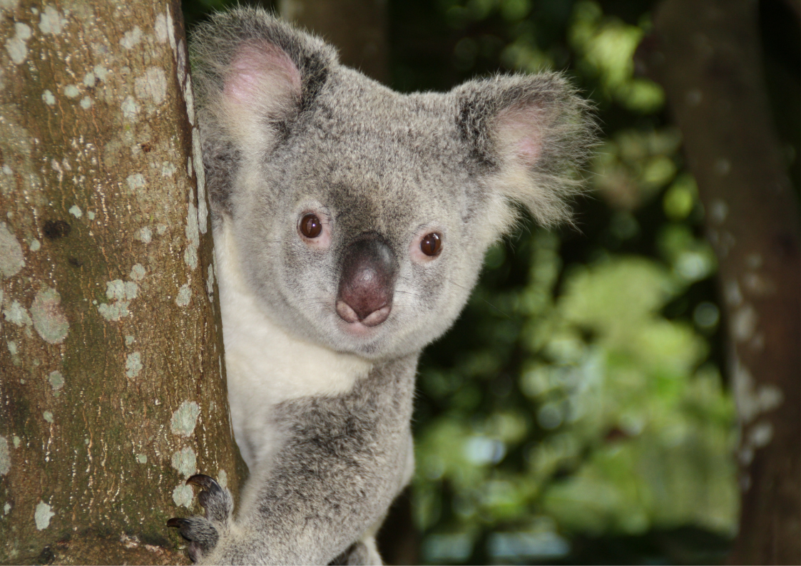 Koala bears are listed as an endangered species.