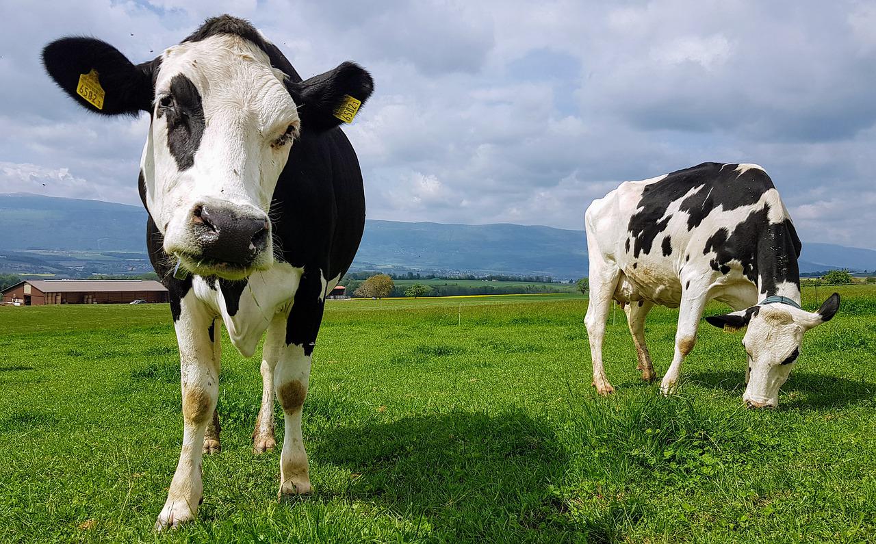 Agriculture is a huge methane emitter