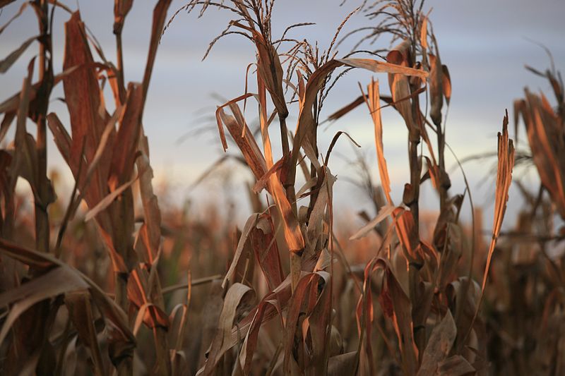 Close up of maize crop at sunset