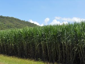 Sugar cane crop growing in a field
