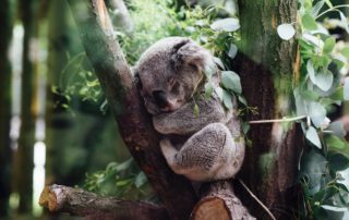 Koala in a tree, a species and habitat threatened by fossil fuels