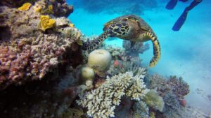 Turtle and corals, some bleached, Great Barrier Reef