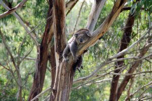Koala resting in a tree in an Australian forest
