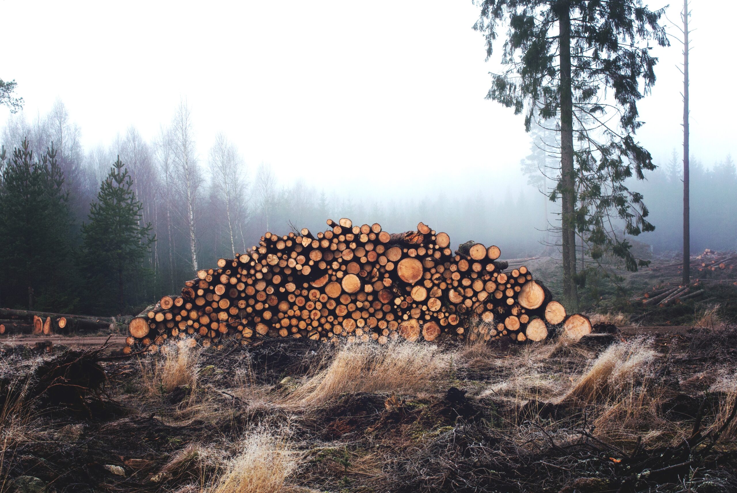 Stack of felled trees for timber
