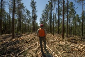 Person stood in forest with felled trees
